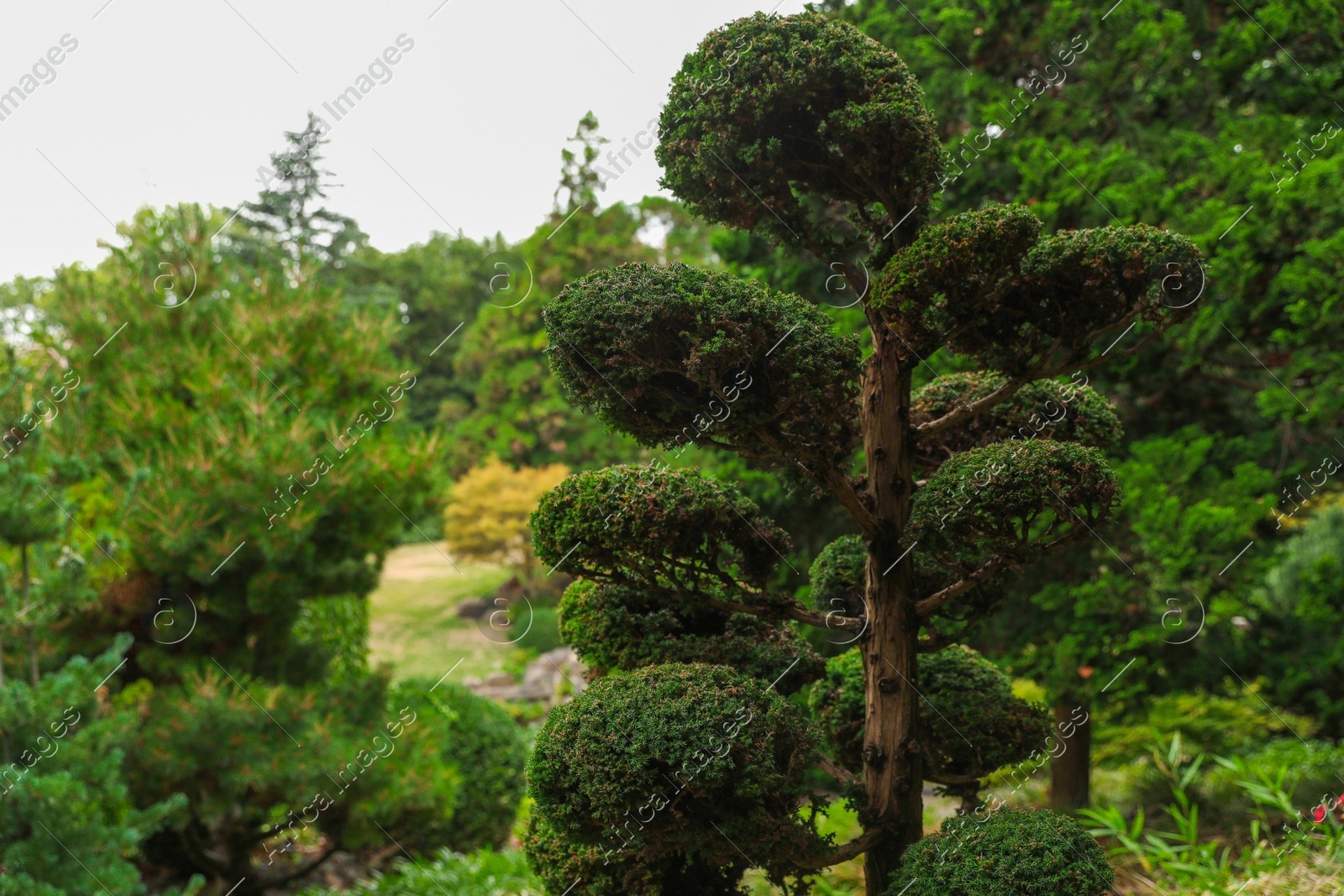 Beautiful yew and different green trees outdoors Photo of Beautiful yew and different green trees outdoors