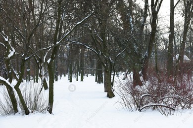 Many trees and snow in winter park Photo of Many trees and snow in winter park