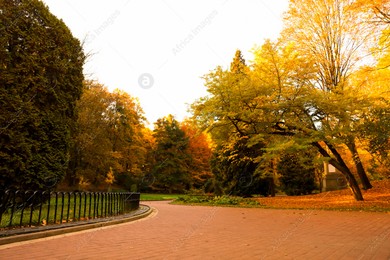 Beautiful yellowed trees and paved pathway in park Photo of Beautiful yellowed trees and paved pathway in park