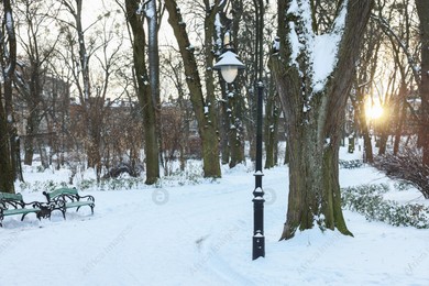 Sunbeams shining through trees in snowy park Photo of Sunbeams shining through trees in snowy park