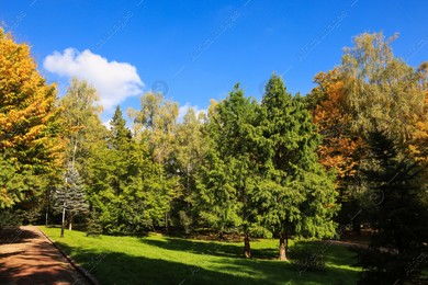 Pathway, trees and green grass in beautiful park on autumn day Photo of Pathway, trees and green grass in beautiful park on autumn day