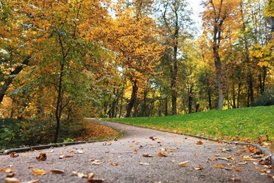 Pathway, fallen leaves and trees in beautiful park on autumn day Photo of Pathway, fallen leaves and trees in beautiful park on autumn day