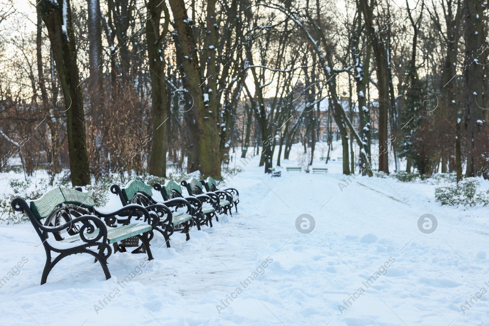 Green benches and trees in snowy park Photo of Green benches and trees in snowy park