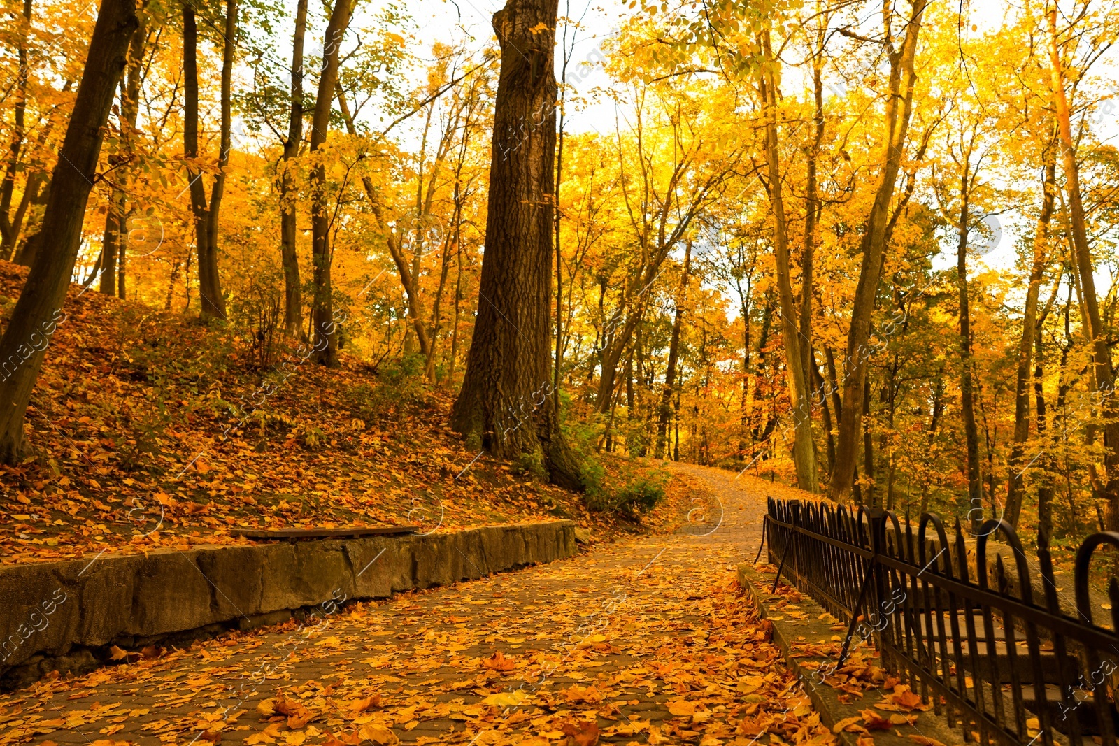 Beautiful yellowed trees and paved pathway in park Photo of Beautiful yellowed trees and paved pathway in park