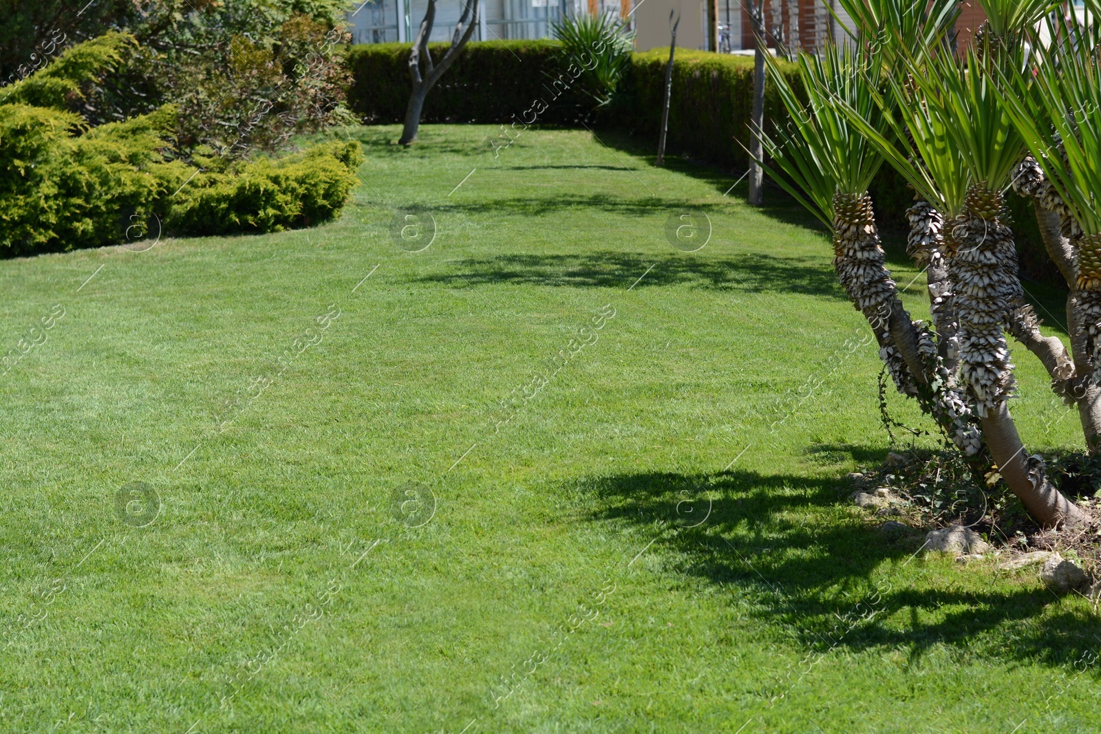 Lawn with bright green grass, trees and shrubs on sunny day Photo of Lawn with bright green grass, trees and shrubs on sunny day