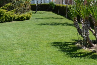 Lawn with bright green grass, trees and shrubs on sunny day Photo of Lawn with bright green grass, trees and shrubs on sunny day