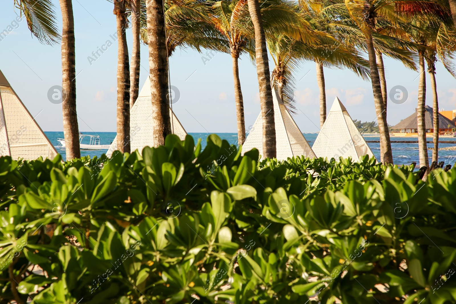 Beautiful green shrubs and palm trees on sea shore, closeup Photo of Beautiful green shrubs and palm trees on sea shore, closeup
