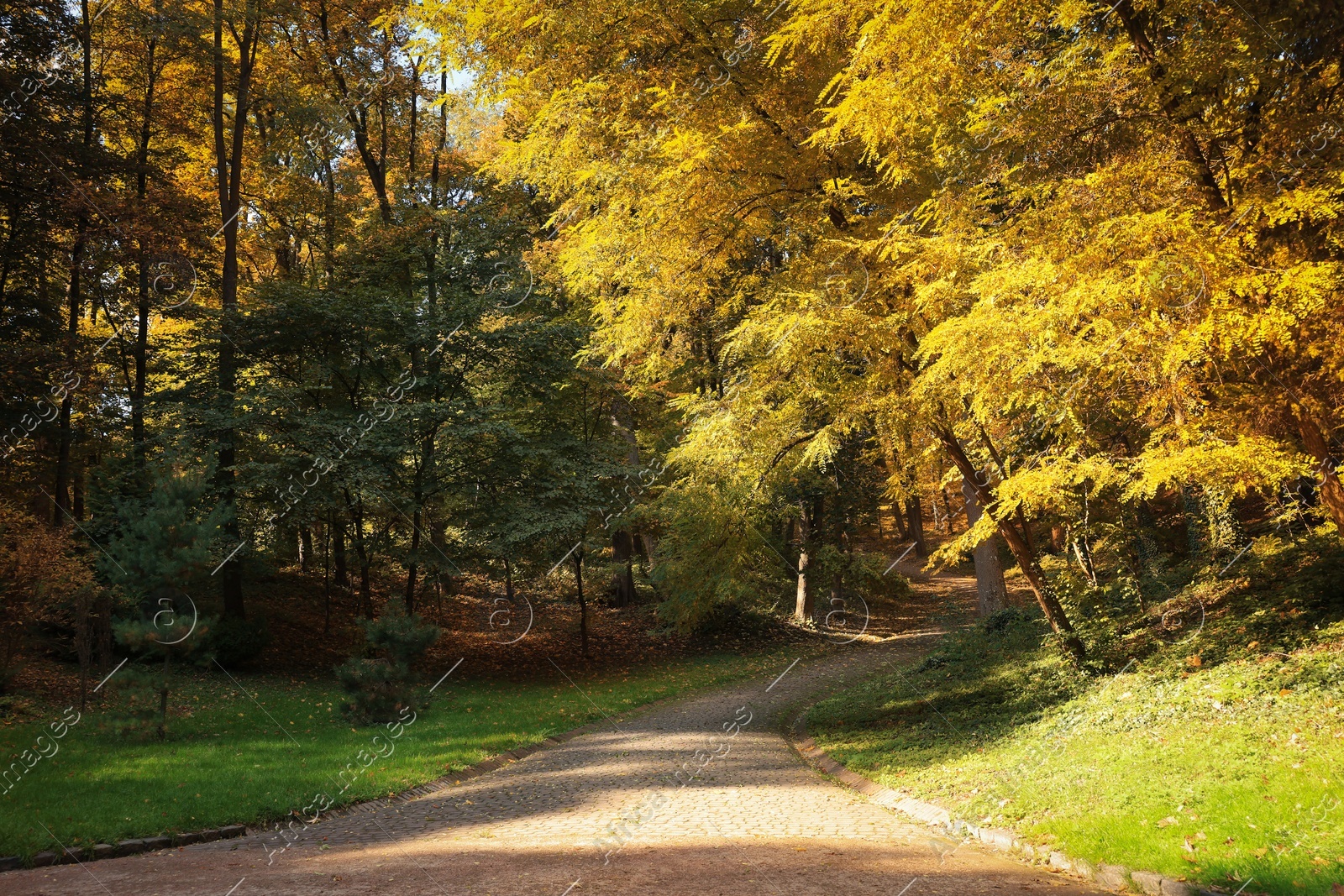 Pathway, fallen leaves and trees in beautiful park on autumn day Photo of Pathway, fallen leaves and trees in beautiful park on autumn day