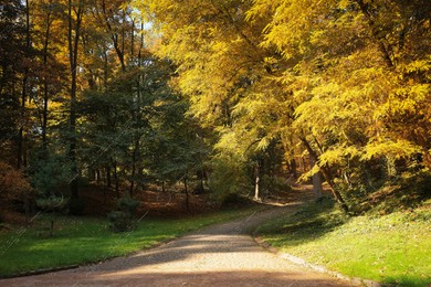 Pathway, fallen leaves and trees in beautiful park on autumn day Photo of Pathway, fallen leaves and trees in beautiful park on autumn day