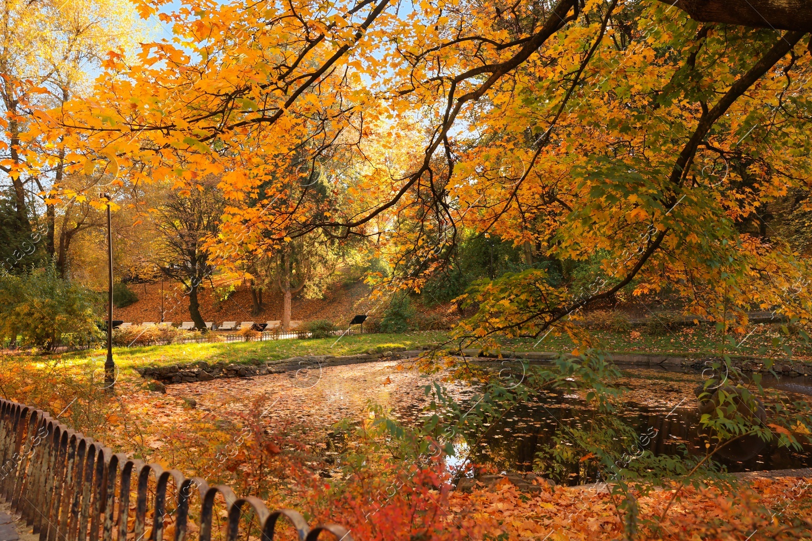 Beautiful yellowed trees and lake in park on sunny day Photo of Beautiful yellowed trees and lake in park on sunny day