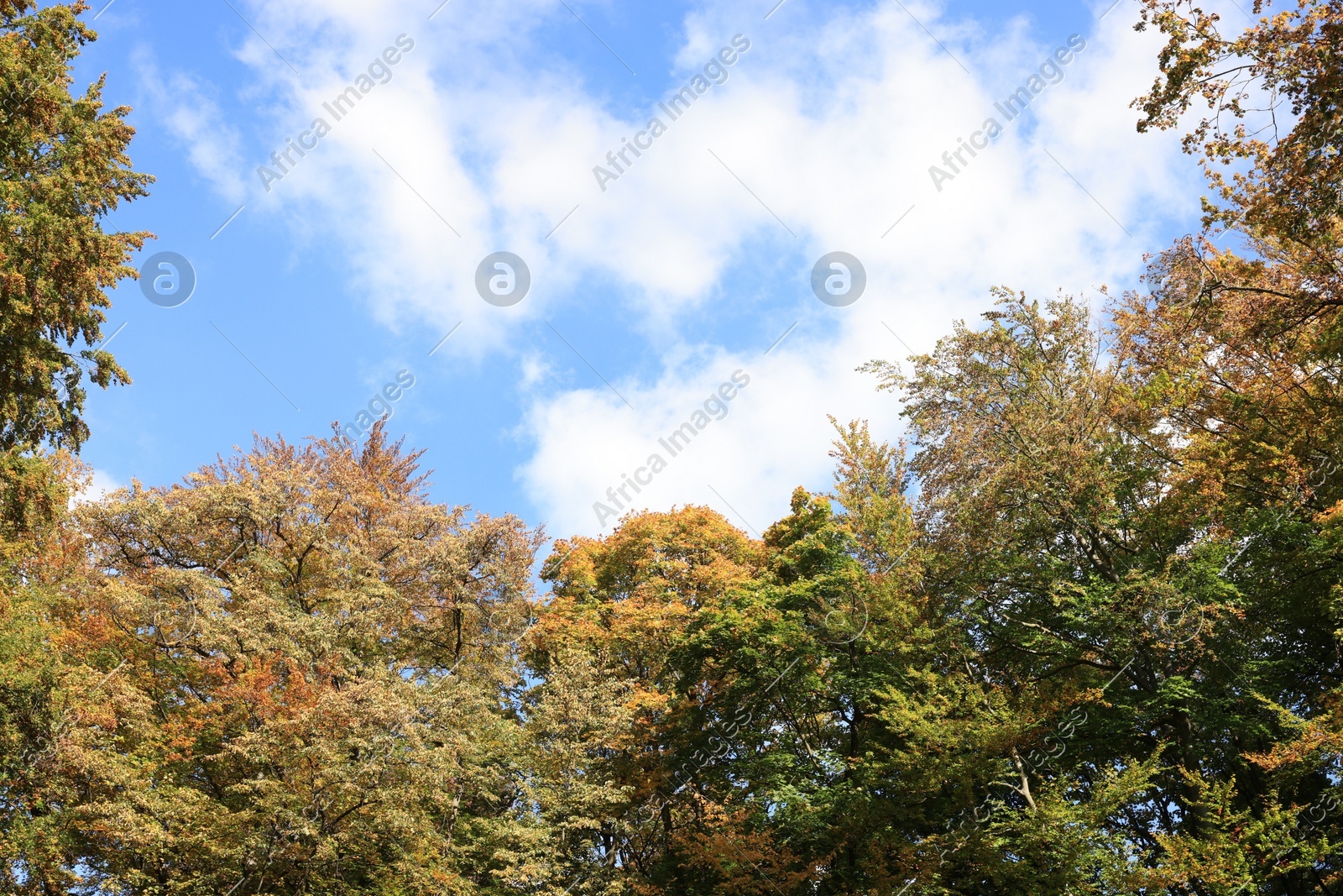 Beautiful trees under blue sky with clouds on autumn day, low angle view Photo of Beautiful trees under blue sky with clouds on autumn day, low angle view