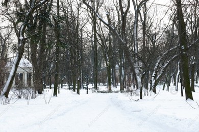 Trees and pathway covered with snow in winter park Photo of Trees and pathway covered with snow in winter park
