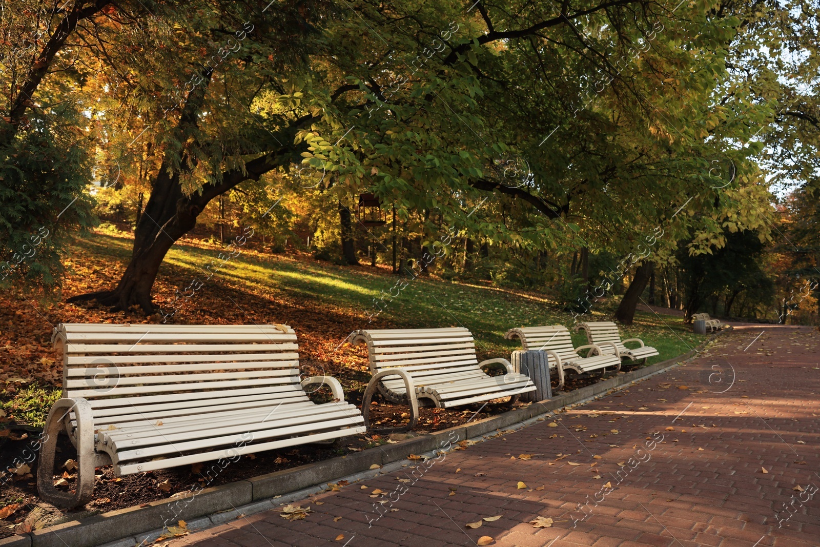 Beige wooden benches and yellowed trees in park Photo of Beige wooden benches and yellowed trees in park