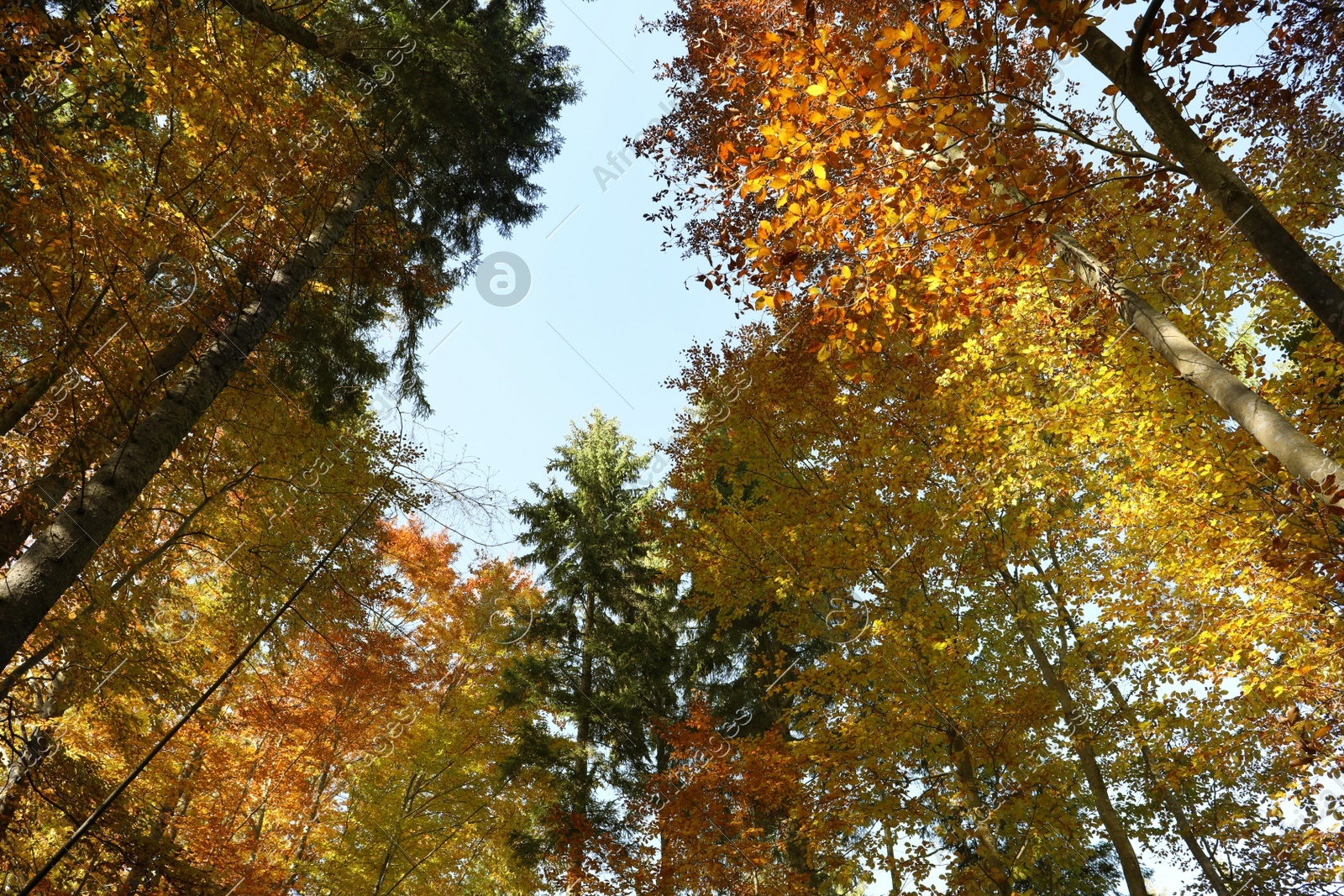 Beautiful trees with colorful leaves in autumn forest Photo of Beautiful trees with colorful leaves in autumn forest