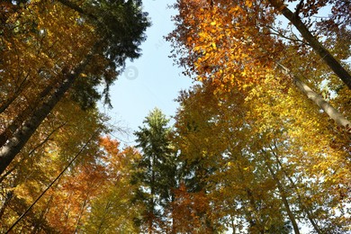 Beautiful trees with colorful leaves in autumn forest Photo of Beautiful trees with colorful leaves in autumn forest