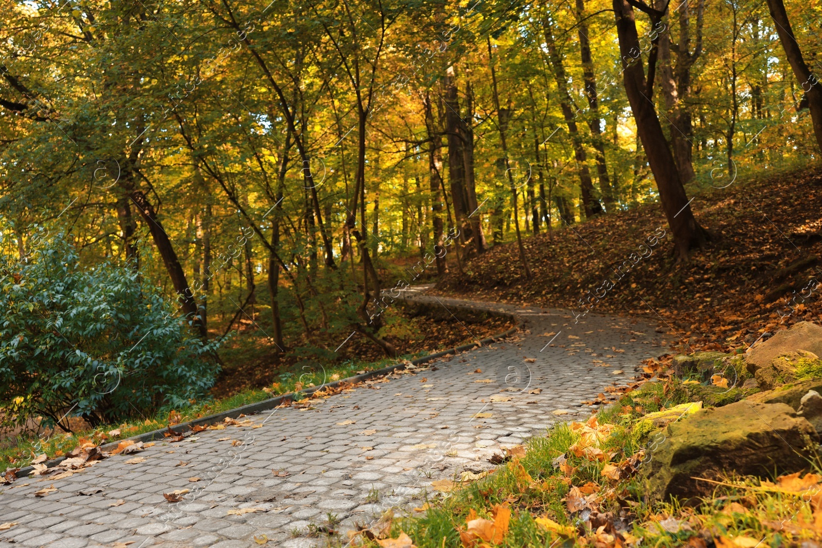 Pathway, fallen leaves and trees in beautiful park on autumn day Photo of Pathway, fallen leaves and trees in beautiful park on autumn day