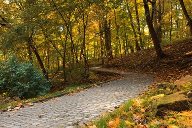 Pathway, fallen leaves and trees in beautiful park on autumn day Photo of Pathway, fallen leaves and trees in beautiful park on autumn day