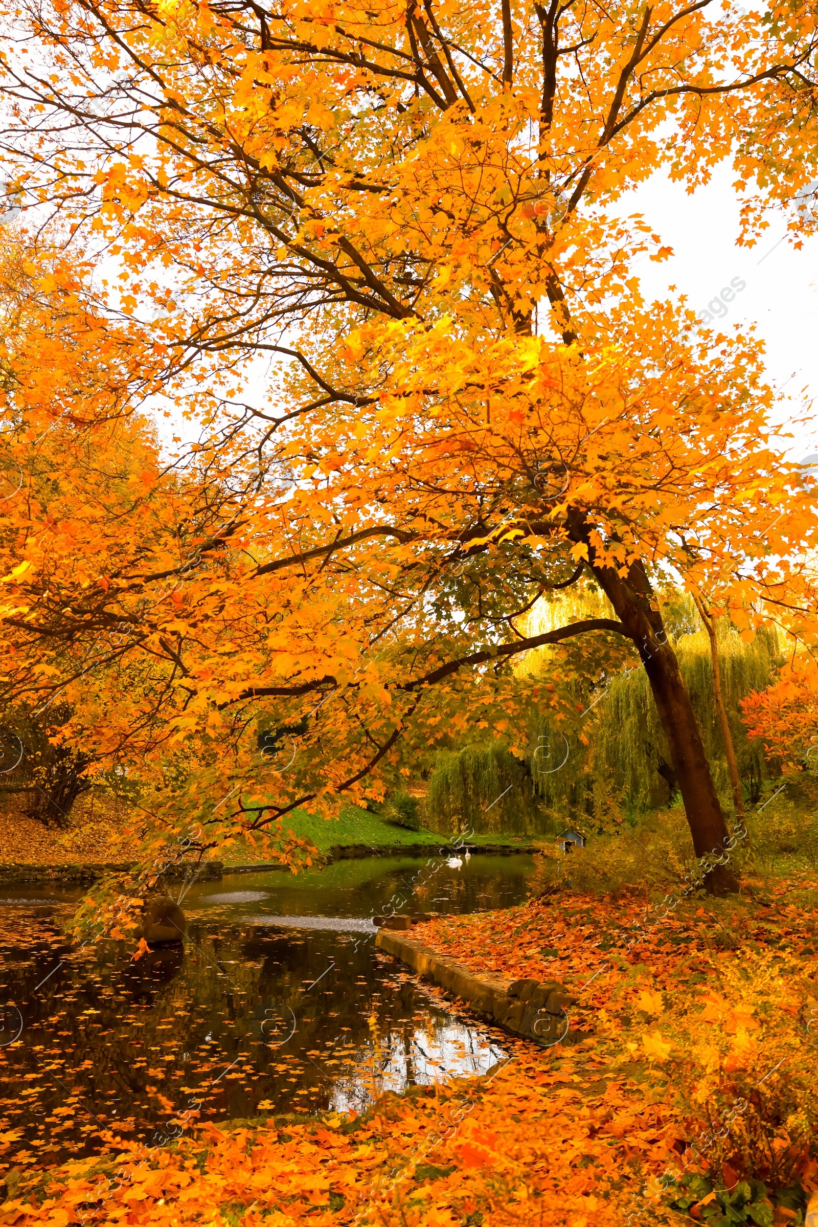 Beautiful yellowed trees and lake in park on sunny day Photo of Beautiful yellowed trees and lake in park on sunny day