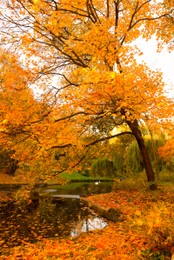Beautiful yellowed trees and lake in park on sunny day Photo of Beautiful yellowed trees and lake in park on sunny day