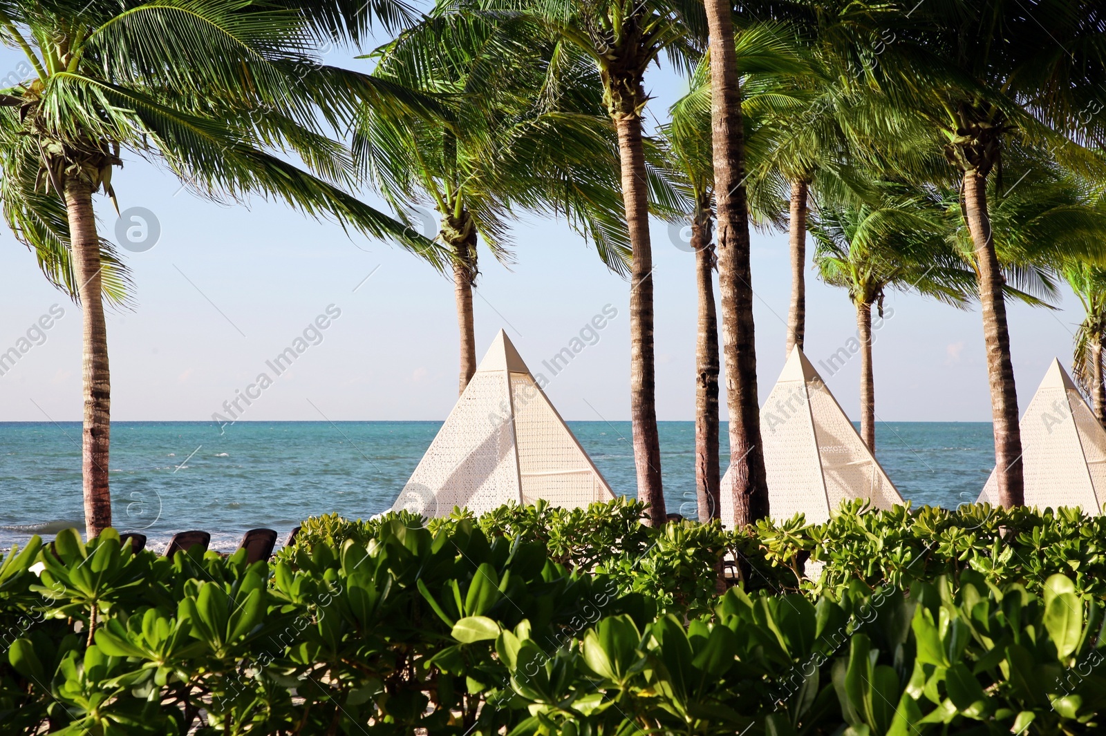 Beautiful palm trees with green leaves near sea Photo of Beautiful palm trees with green leaves near sea