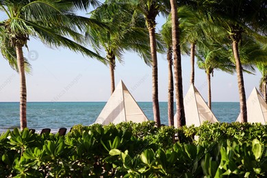 Beautiful palm trees with green leaves near sea Photo of Beautiful palm trees with green leaves near sea