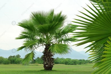 Tropical palm trees with beautiful green leaves outdoors Photo of Tropical palm trees with beautiful green leaves outdoors