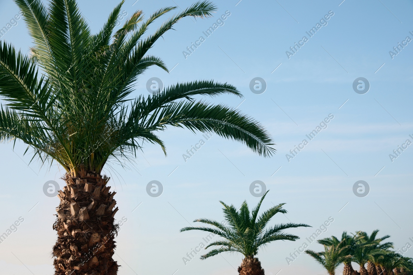 Beautiful palm trees with green leaves against blue sky. Tropical plant Photo of Beautiful palm trees with green leaves against blue sky. Tropical plant
