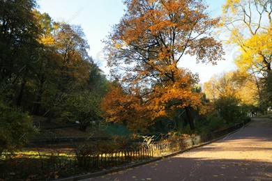 Beautiful yellowed trees and paved pathway in park on sunny day Photo of Beautiful yellowed trees and paved pathway in park on sunny day