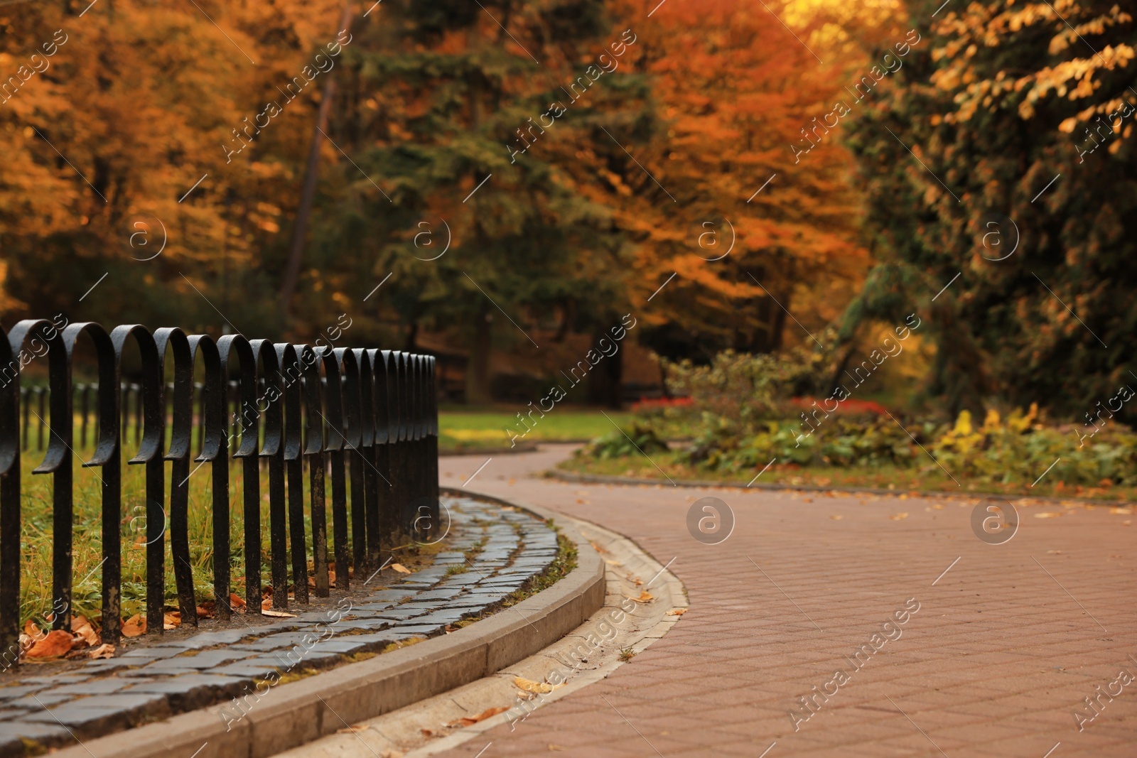 Beautiful yellowed trees and paved pathway in park Photo of Beautiful yellowed trees and paved pathway in park