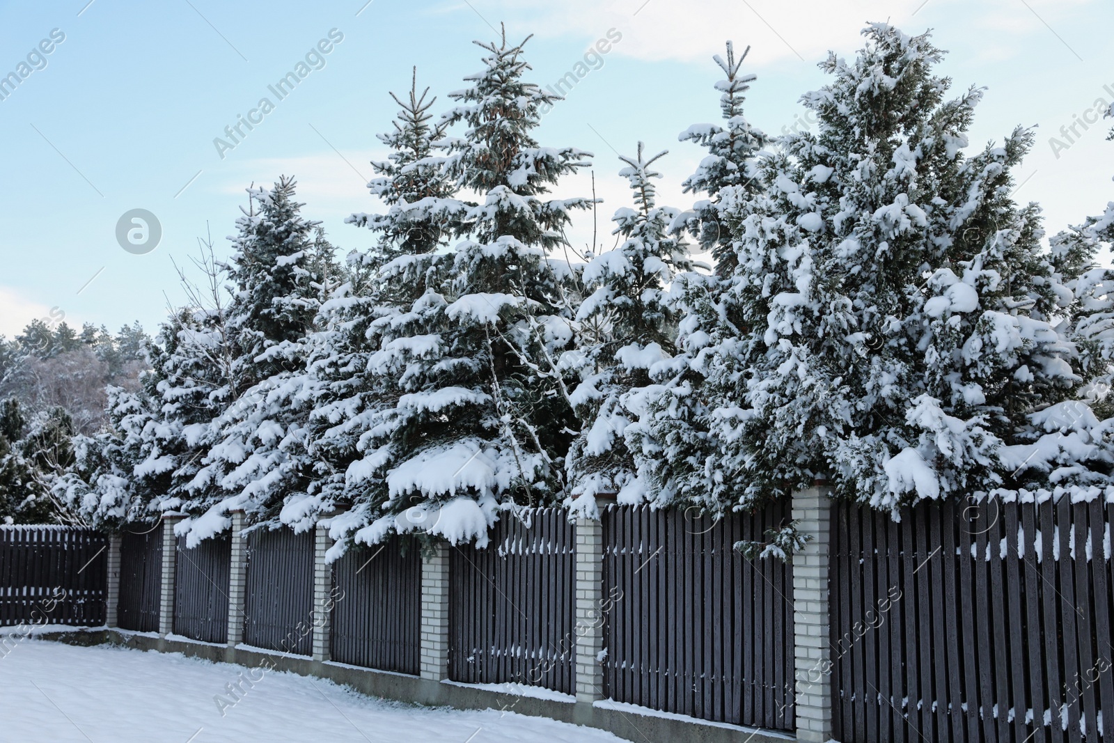 Coniferous trees covered with snow in winter morning Photo of Coniferous trees covered with snow in winter morning