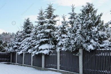 Coniferous trees covered with snow in winter morning Photo of Coniferous trees covered with snow in winter morning