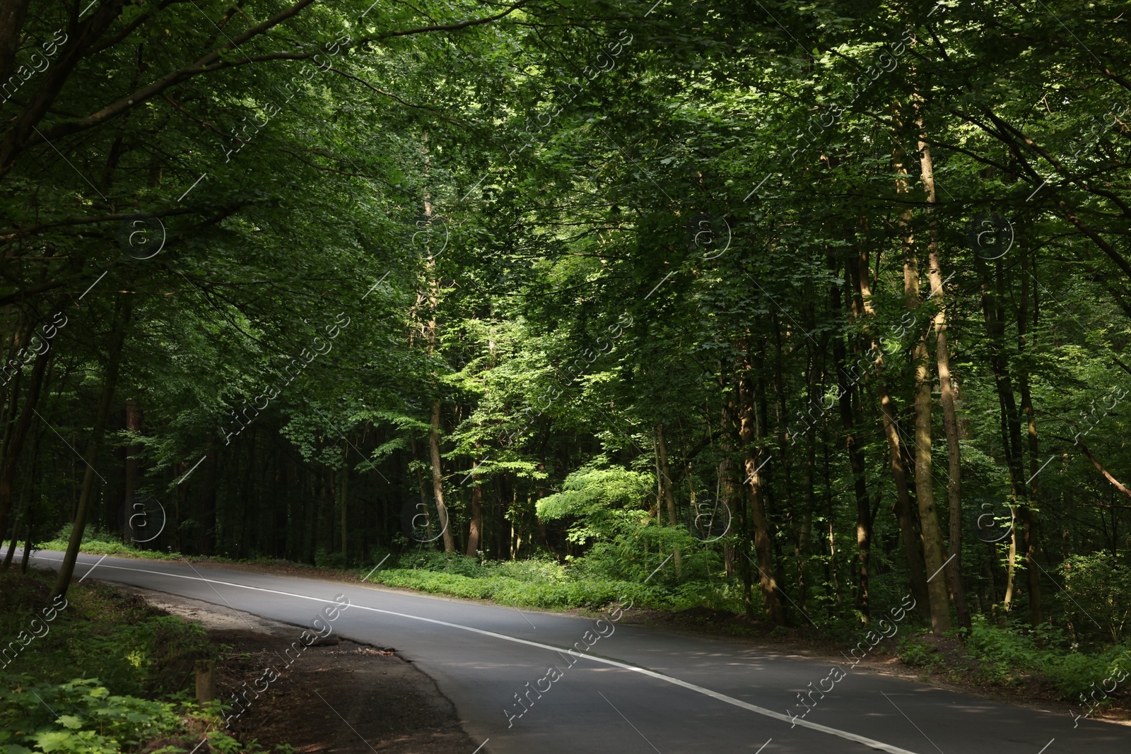 Asphalt road near trees in forest on summer day Photo of Asphalt road near trees in forest on summer day