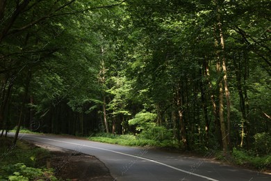Asphalt road near trees in forest on summer day Photo of Asphalt road near trees in forest on summer day