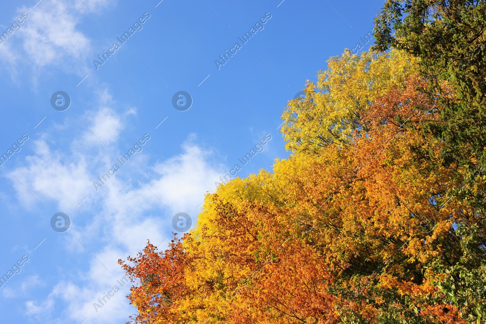 Beautiful trees with bright autumn leaves under blue sky outdoors Photo of Beautiful trees with bright autumn leaves under blue sky outdoors