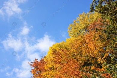 Beautiful trees with bright autumn leaves under blue sky outdoors Photo of Beautiful trees with bright autumn leaves under blue sky outdoors