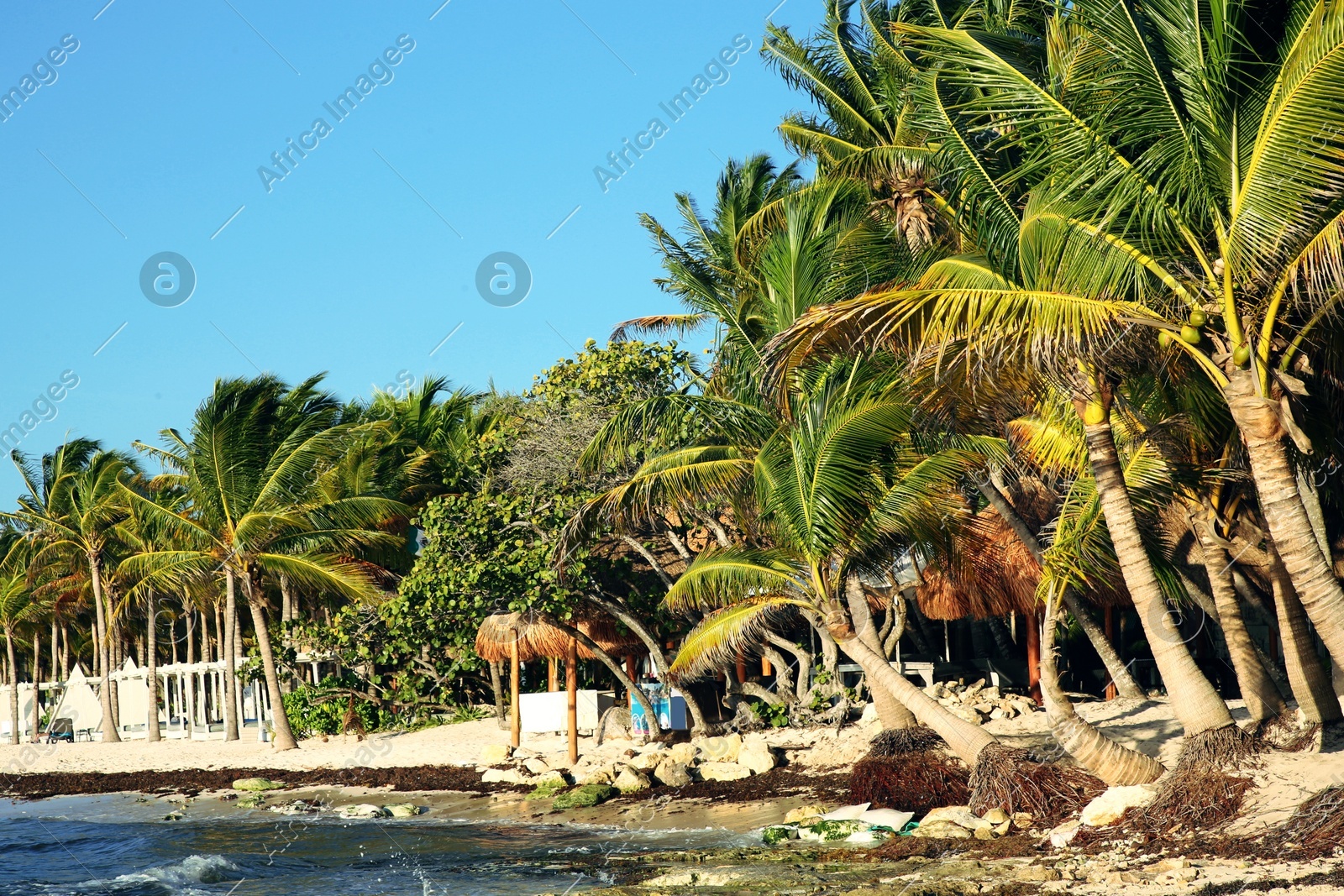 Picturesque view of sea coast and palm trees on sunny day Photo of Picturesque view of sea coast and palm trees on sunny day