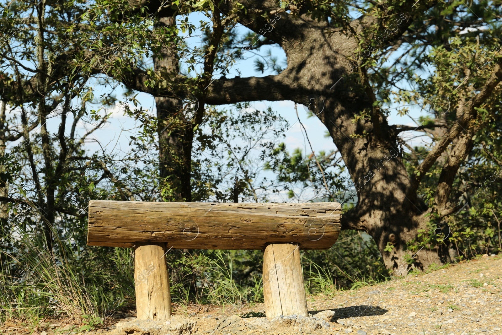 Small wooden bench near trees in park Photo of Small wooden bench near trees in park