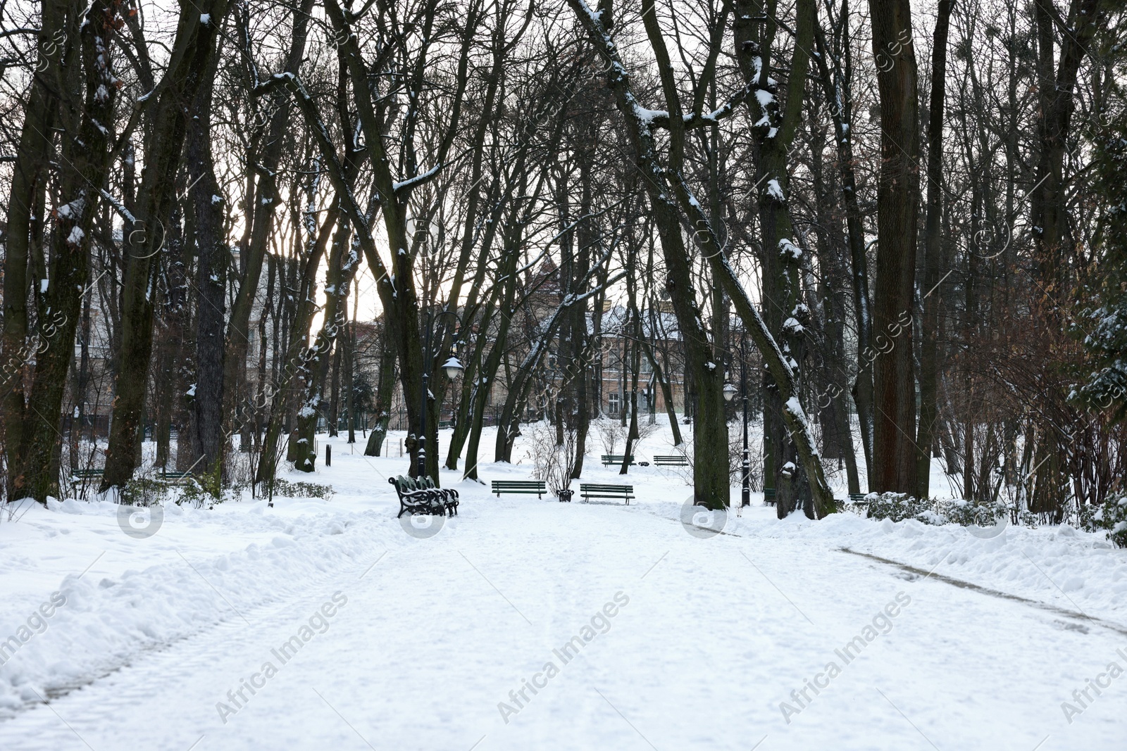 Trees and pathway covered with snow in winter park Photo of Trees and pathway covered with snow in winter park