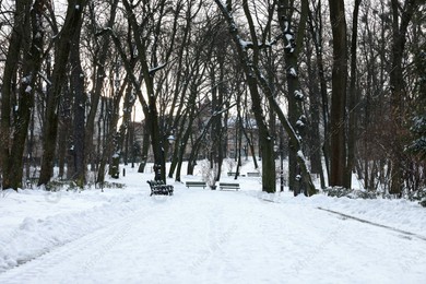 Trees and pathway covered with snow in winter park Photo of Trees and pathway covered with snow in winter park