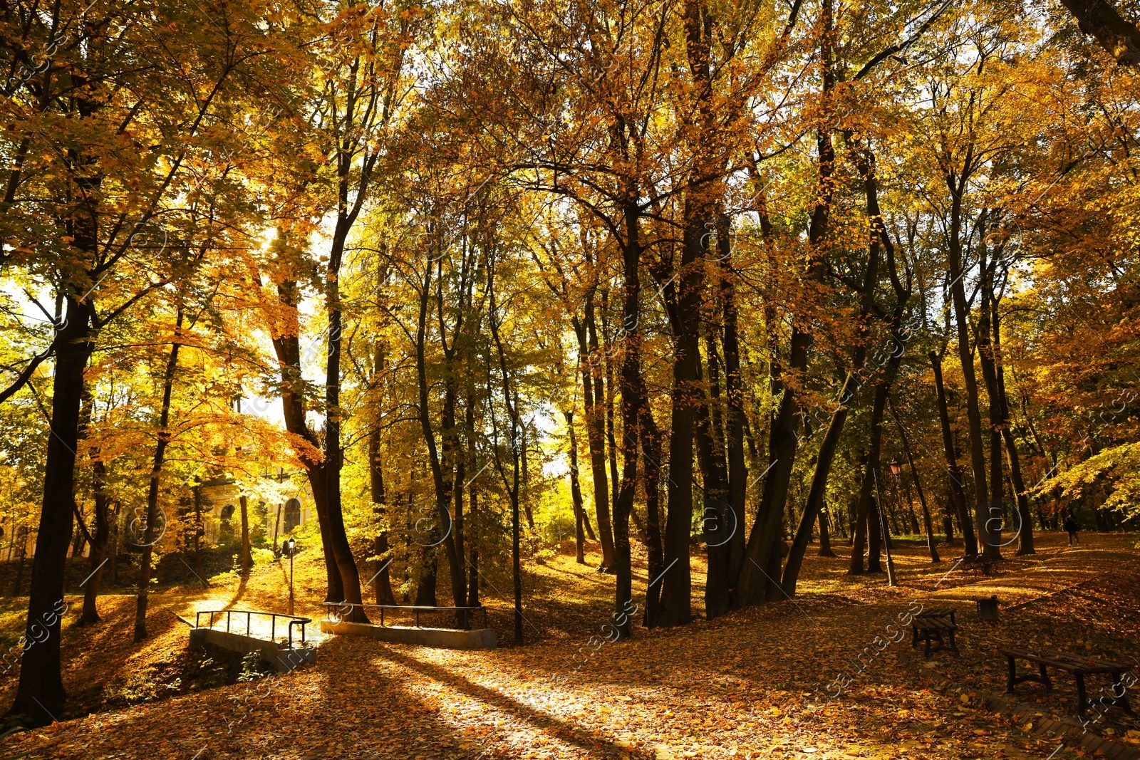 Beautiful yellowed trees and fallen leaves in park on sunny day Photo of Beautiful yellowed trees and fallen leaves in park on sunny day