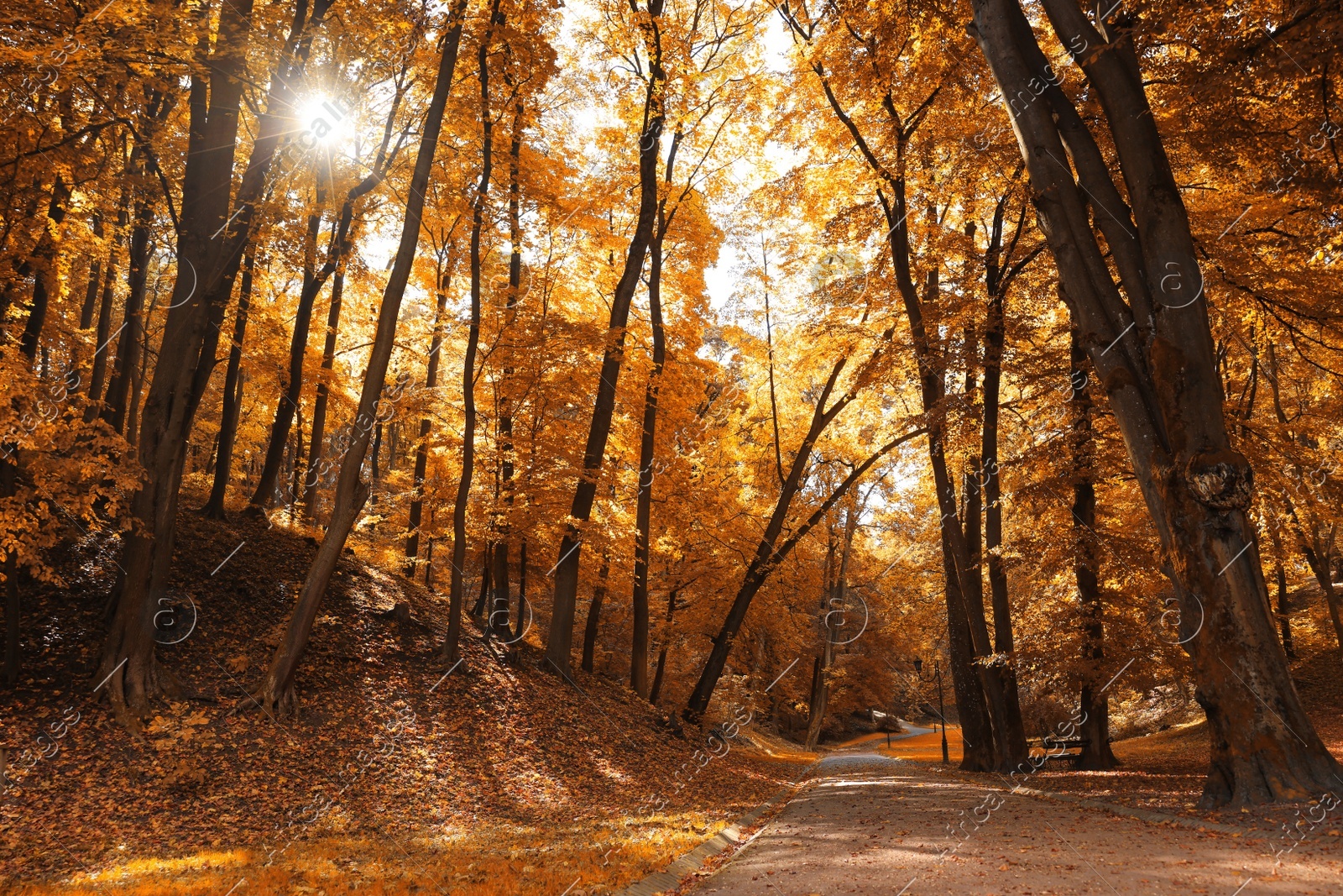 Pathway, fallen leaves and trees in beautiful park on autumn day Photo of Pathway, fallen leaves and trees in beautiful park on autumn day