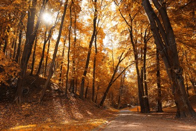 Pathway, fallen leaves and trees in beautiful park on autumn day Photo of Pathway, fallen leaves and trees in beautiful park on autumn day