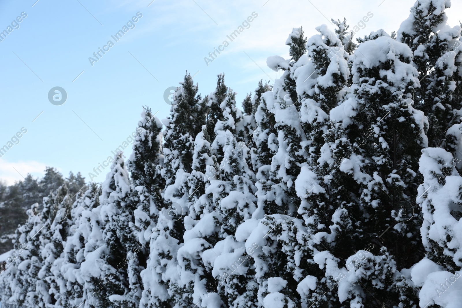 Beautiful coniferous trees covered with snow in winter morning Photo of Beautiful coniferous trees covered with snow in winter morning