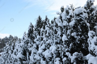 Beautiful coniferous trees covered with snow in winter morning Photo of Beautiful coniferous trees covered with snow in winter morning