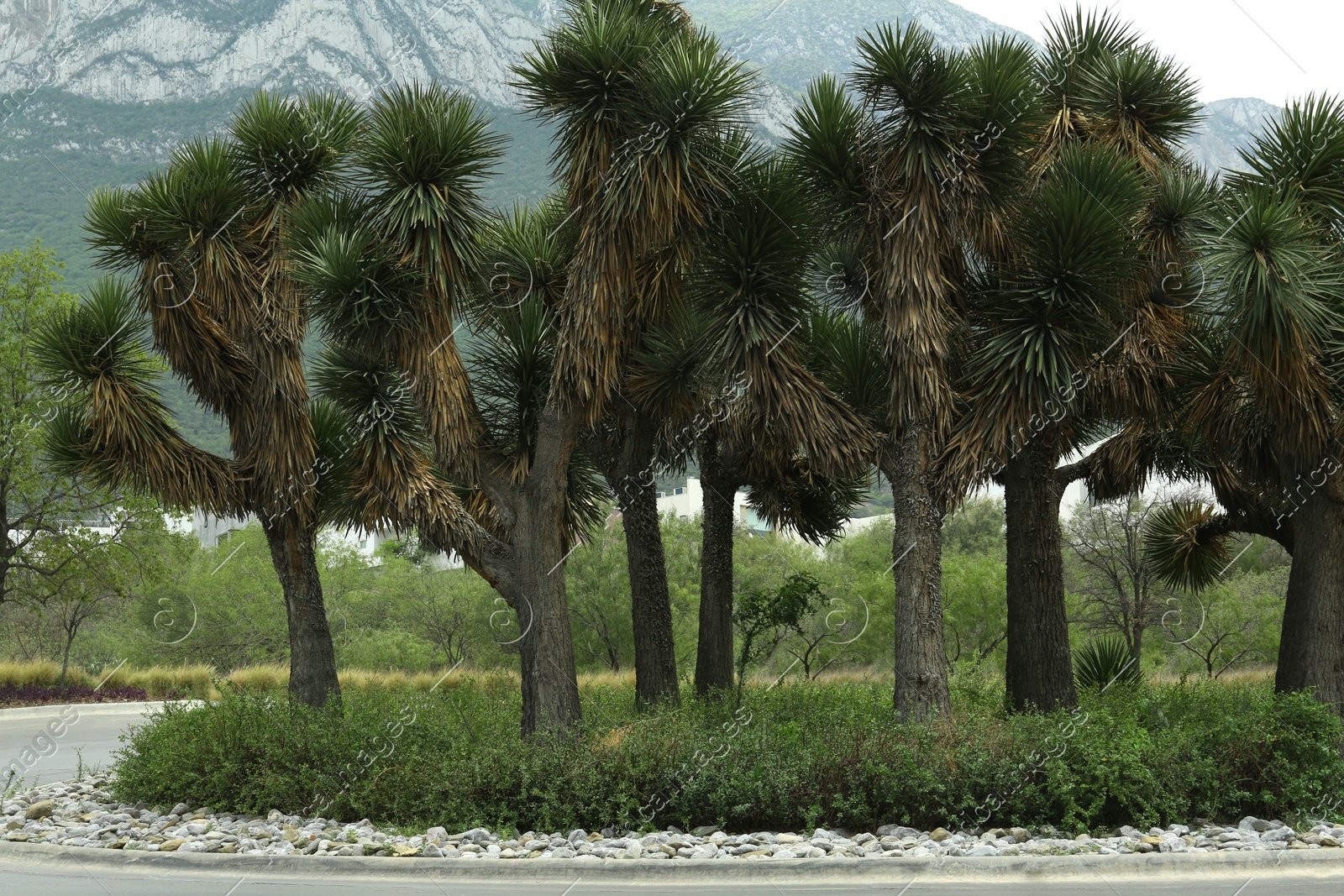 Beautiful green yucca brevifolia trees growing outdoors Photo of Beautiful green yucca brevifolia trees growing outdoors