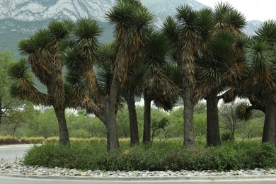 Beautiful green yucca brevifolia trees growing outdoors Photo of Beautiful green yucca brevifolia trees growing outdoors
