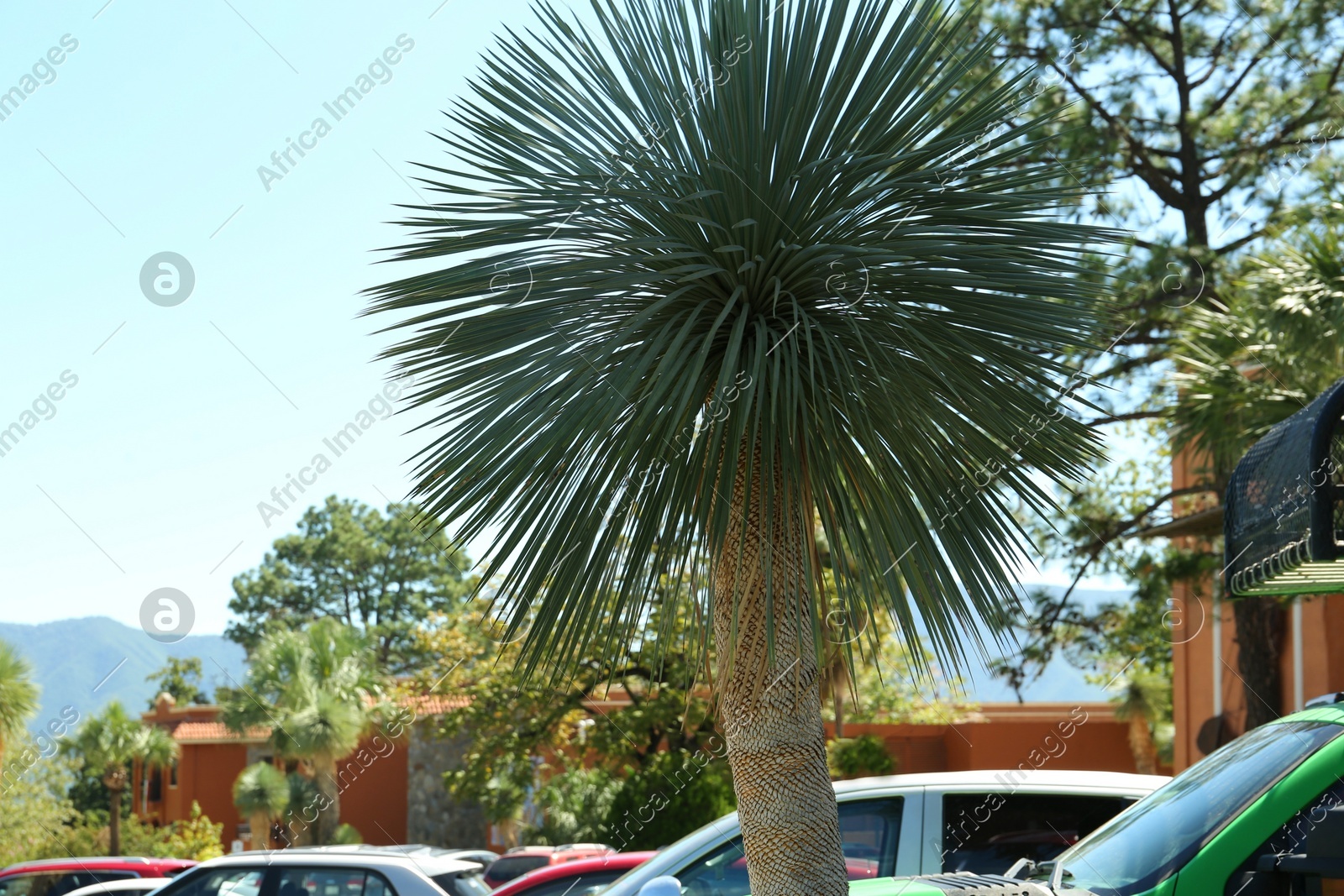 Beautiful palm tree with green leaves near road Photo of Beautiful palm tree with green leaves near road
