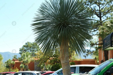 Beautiful palm tree with green leaves near road Photo of Beautiful palm tree with green leaves near road