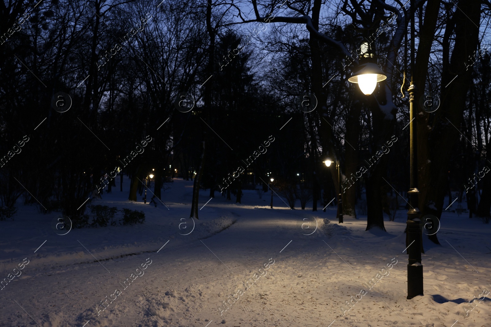 Trees, street lamp and pathway covered with snow in evening park Photo of Trees, street lamp and pathway covered with snow in evening park