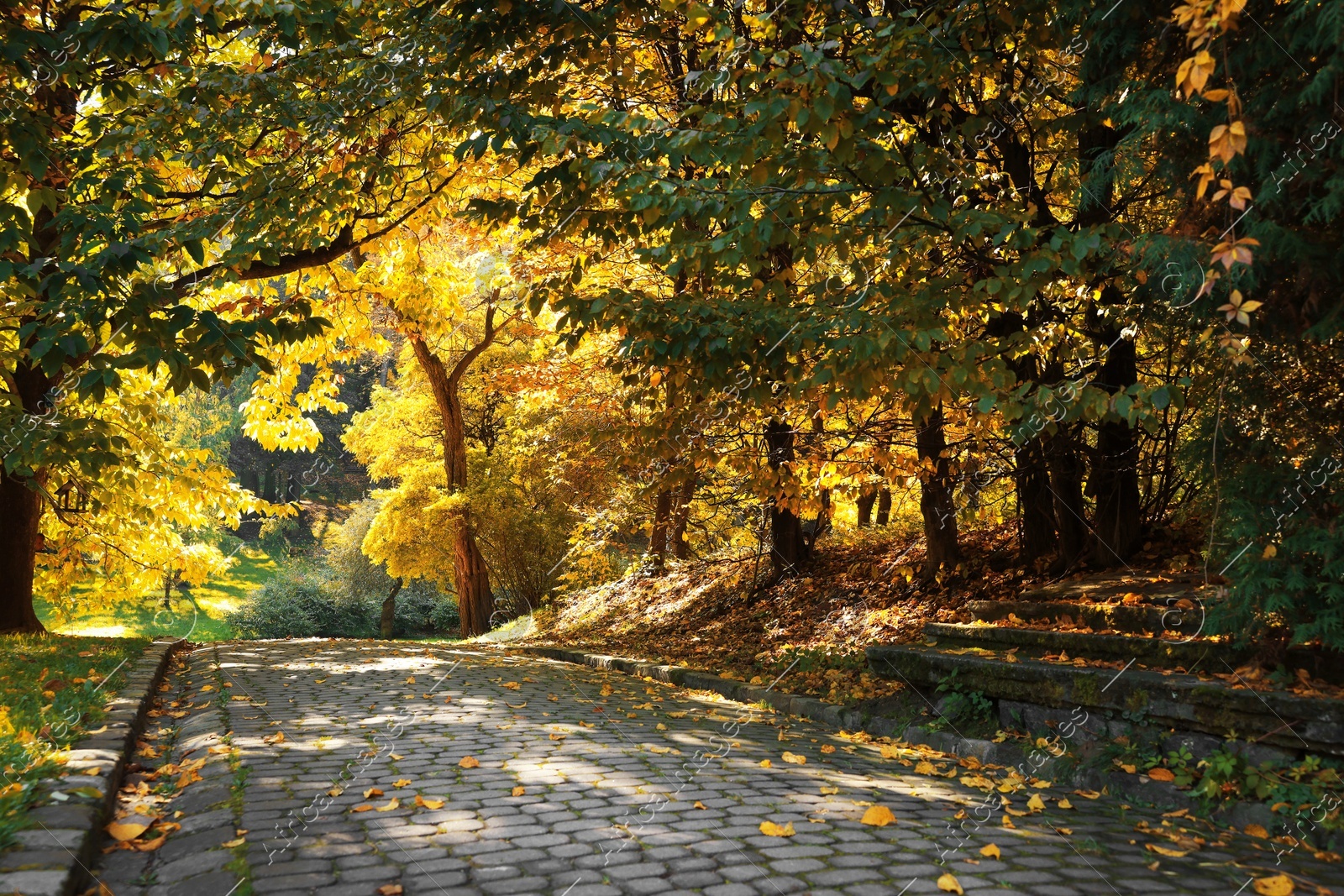 Pathway, fallen leaves and trees in beautiful park on autumn day Photo of Pathway, fallen leaves and trees in beautiful park on autumn day
